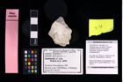 Foto (Objekt + Etikett) von Galatheites aiola n.sp. (Robins, Feldmann, Schweitzer & Bonde, 2016)  (NHMW-GEO-2014-0194-1013)